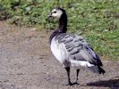 Barnacle Goose (WWT Slimbridge September 2013) - pic by Nigel Key